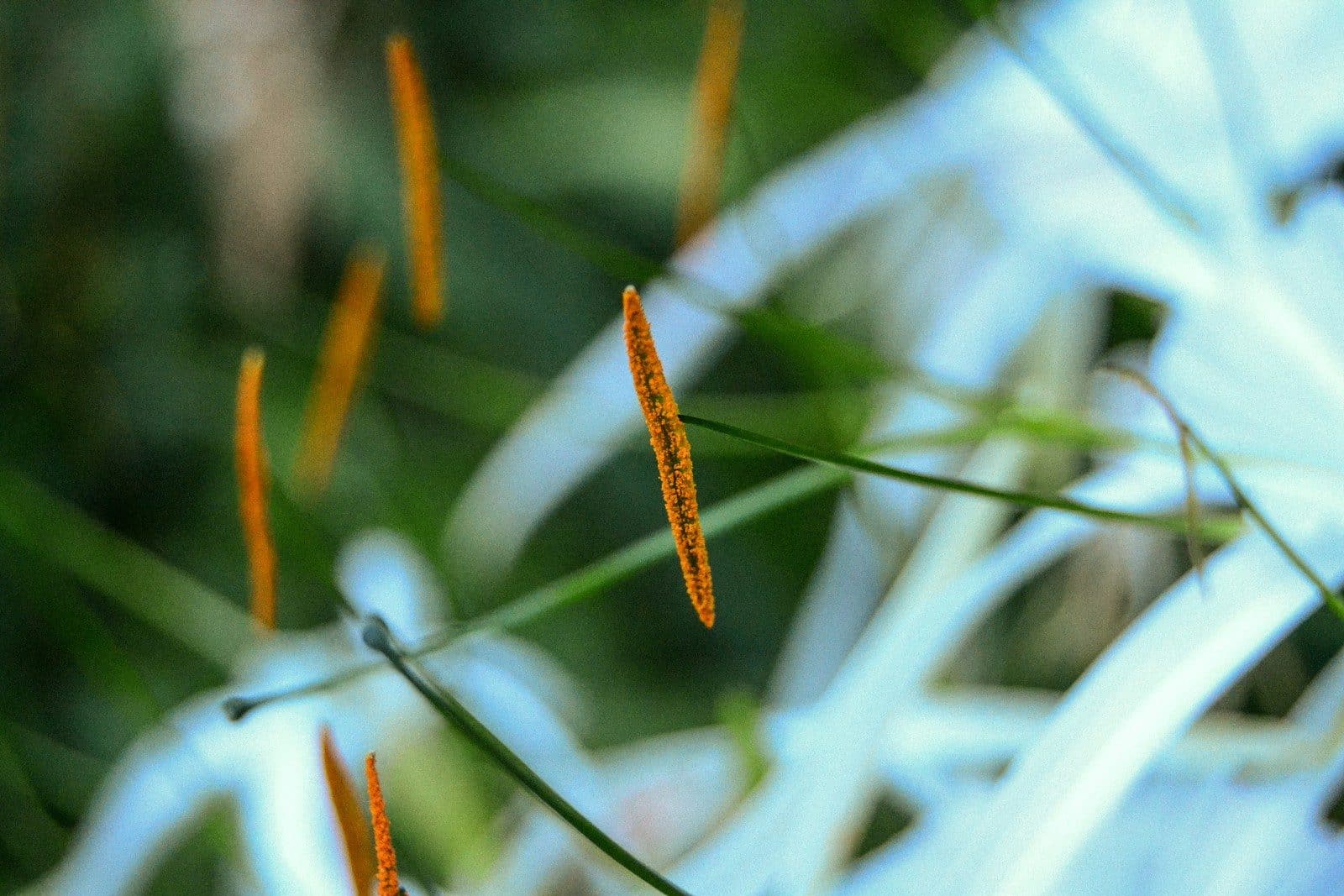 orange and green plant during daytime selective focus photography